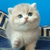 Rare Blue Golden Chinchilla British Shorthair Kitten Available