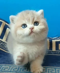 Rare Blue Golden Chinchilla British Shorthair Kitten Available