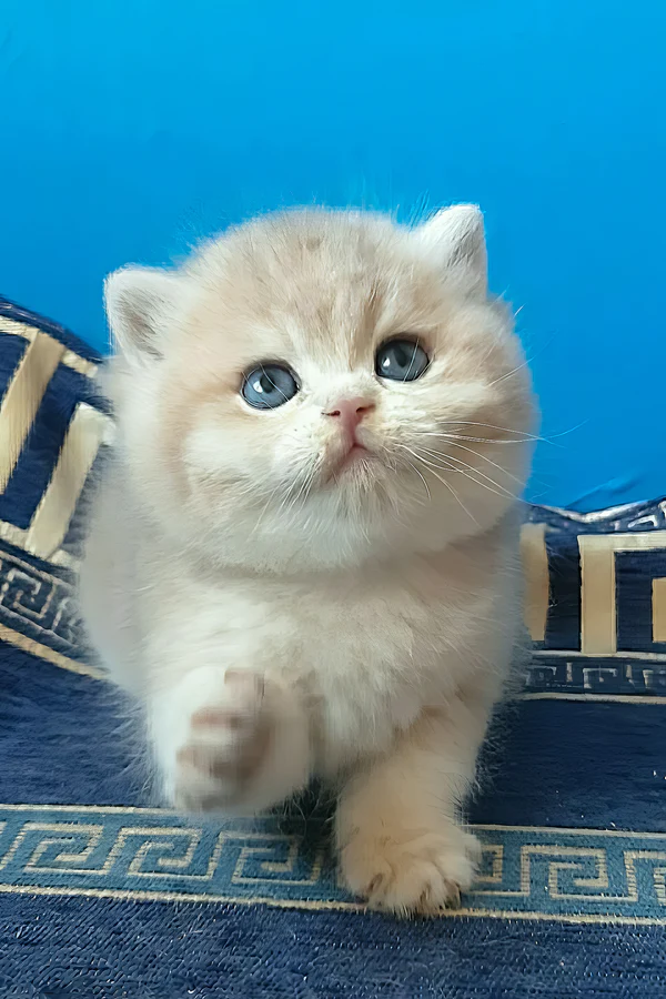 Rare Blue Golden Chinchilla British Shorthair Kitten Available Rare Blue Golden Chinchilla British Shorthair Kitten Available