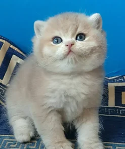 Rare Blue Golden Chinchilla British Shorthair Kitten Available