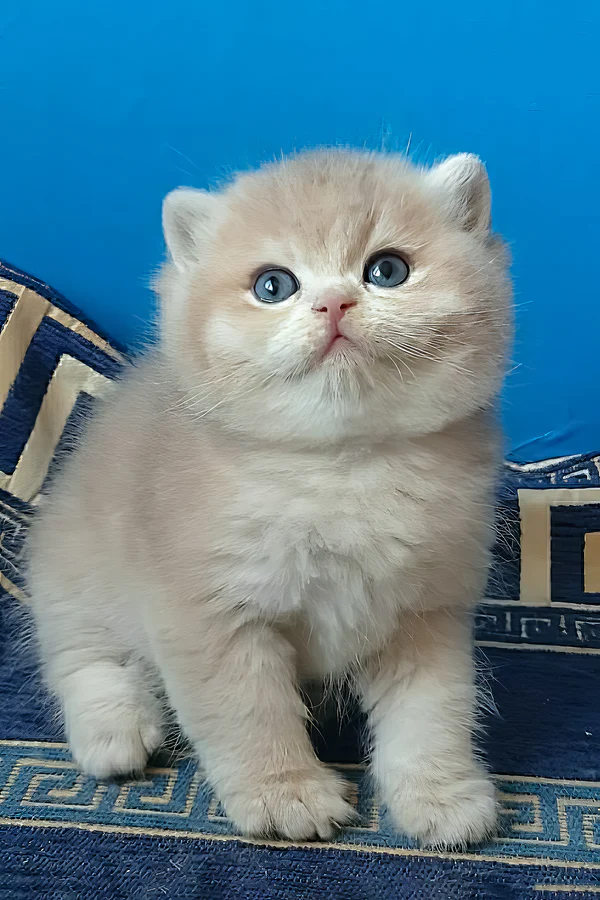 Rare Blue Golden Chinchilla British Shorthair Kitten Available Rare Blue Golden Chinchilla British Shorthair Kitten Available