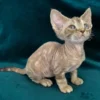 kittens for sale near me,