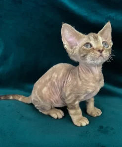 kittens for sale near me,