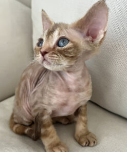 exotic cats for sale,