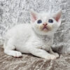Devon Rex Cream Point Bicolor Male Kitten for Sale