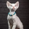 Devon Rex Red Point Male Kitten Available