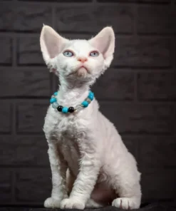 Devon Rex Red Point Male Kitten Available