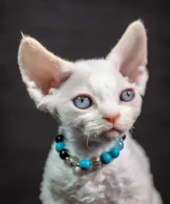 Devon Rex Red Point Male Kitten Available