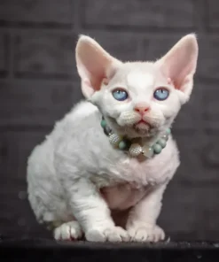 Devon Rex Kittens For Sale