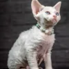Devon Rex Kittens For Sale