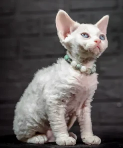 Devon Rex Kittens For Sale