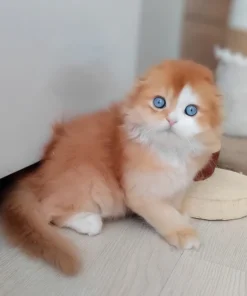 Red Ticked Scottish Fold