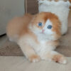 Red Ticked Scottish Fold
