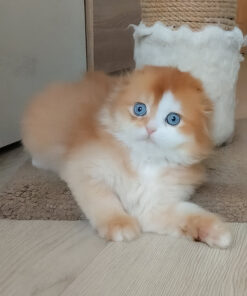 Red Ticked Scottish Fold