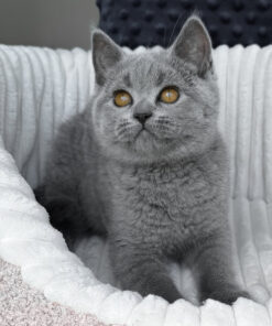 Teddy bear style Scottish Straight kitten
