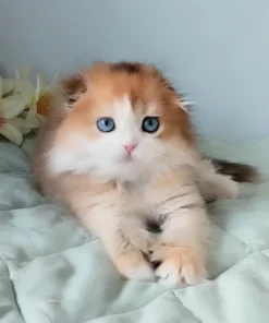 Scottish Fold Longhair Golden Tortoise Female Kitten for Sale
