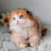 Scottish Fold Longhair Golden Tortoise Female Kitten for Sale