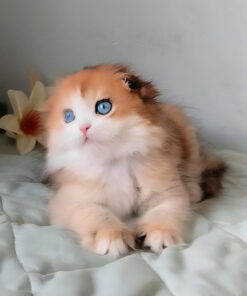 Scottish Fold Longhair Golden Tortoise Female Kitten for Sale
