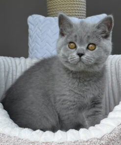 WCF Scottish Straight breeder