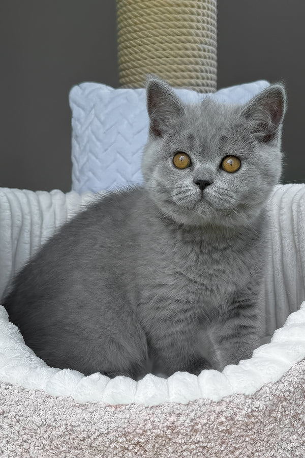 Apartment-friendly cat breed WCF Scottish Straight breeder