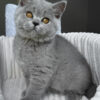 Scottish Straight kitten for sale