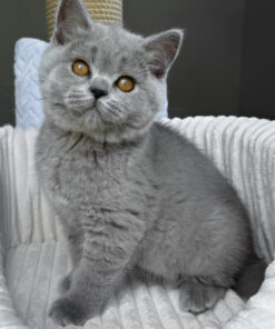 Scottish Straight kitten for sale