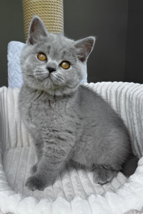 Male Scottish Straight kitten Scottish Straight kitten for sale