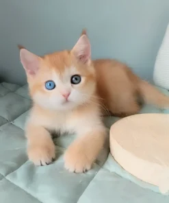 Scottish Straight Odd-Eyed Male Kitten for Sale