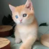 Scottish Straight Odd-Eyed Male Kitten for Sale
