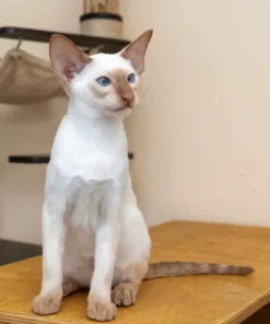 WCF registered Oriental kitten available