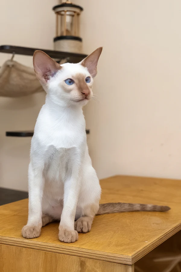 Intelligent Oriental cat playing indoors WCF registered Oriental kitten available