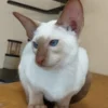 Indoor Oriental Shorthair kitten for sale