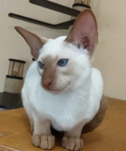 Indoor Oriental Shorthair kitten for sale
