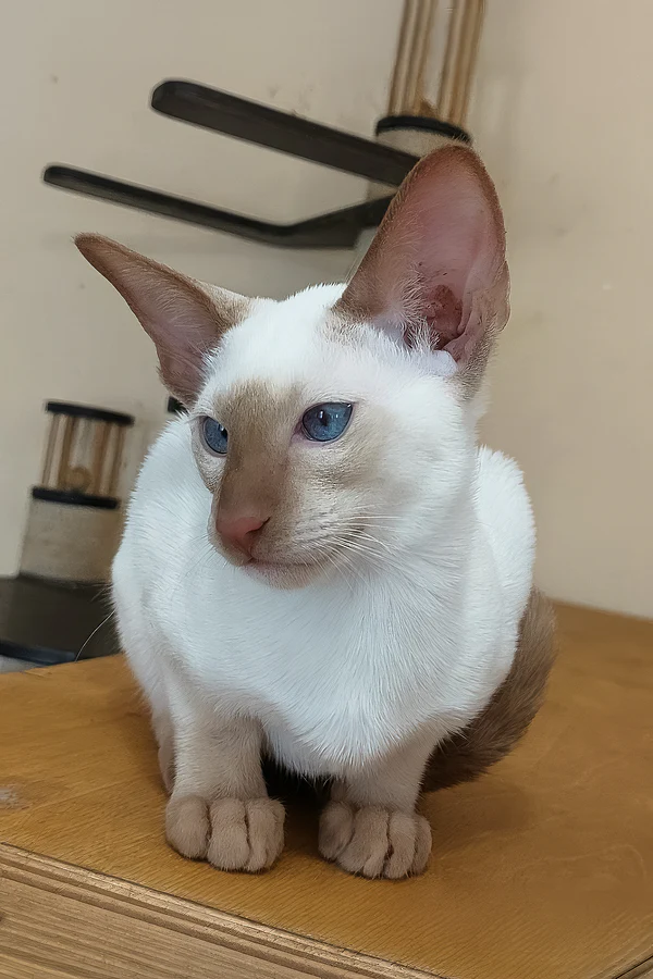 Graceful Oriental Shorthair companion Indoor Oriental Shorthair kitten for sale