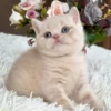 British Shorthair Cream Male Kitten for Sale