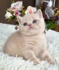 British Shorthair Cream Male Kitten for Sale
