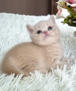 British Shorthair Cream Male Kitten for Sale