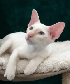 WCF registered Oriental kitten available