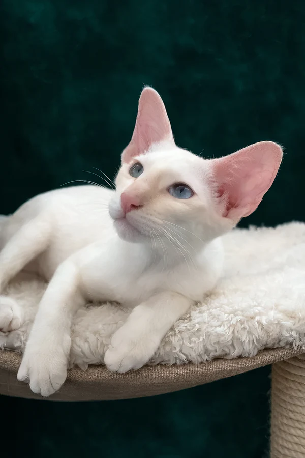 Affectionate Oriental Shorthair companion indoors WCF registered Oriental kitten available