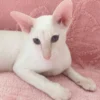 Beautiful Oriental Shorthair companion for families