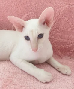 Beautiful Oriental Shorthair companion for families