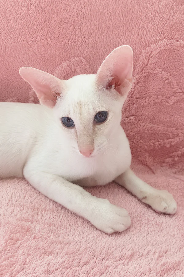 Graceful Oriental Shorthair kitten portrait Beautiful Oriental Shorthair companion for families