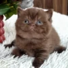 British Shorthair Chocolate Female Kitten for Sale