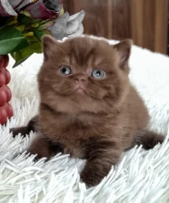 British Shorthair Chocolate Female Kitten for Sale