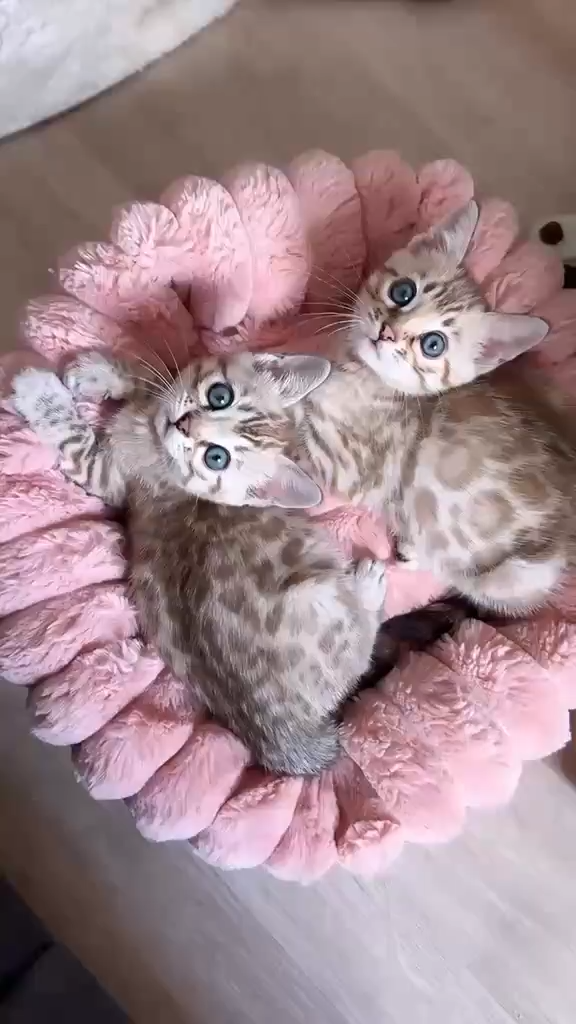 kittenhavenonline