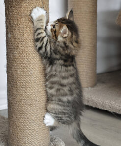 Norwegian Forest Cat