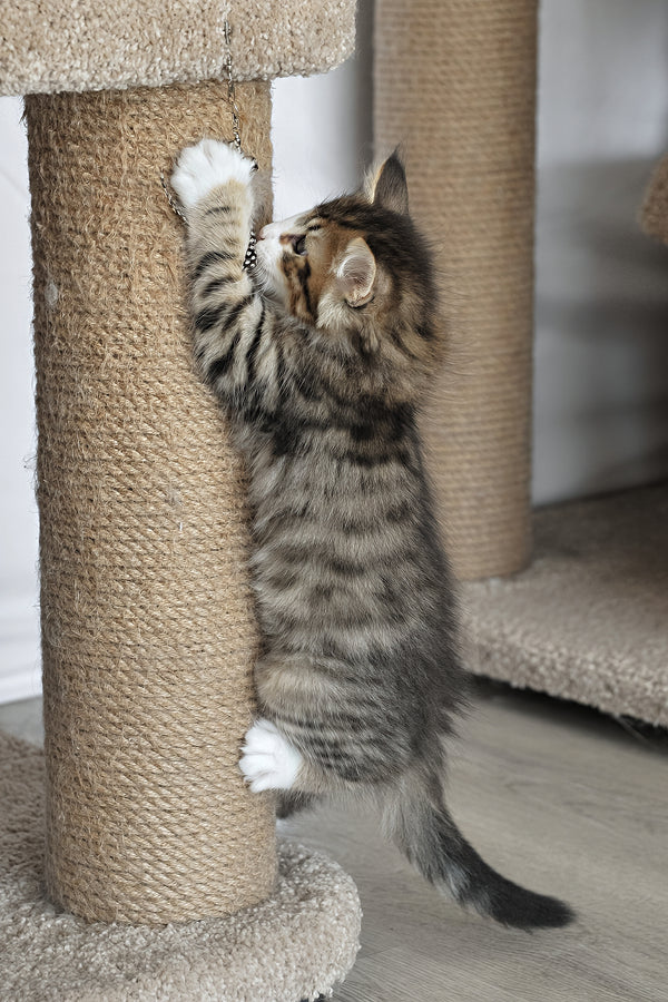 Norwegian Forest Cat Norwegian Forest Cat