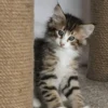 Norwegian Forest Cat