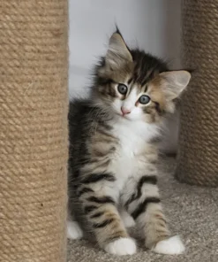 Norwegian Forest Cat