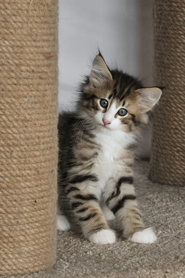 Norwegian Forest Cat Norwegian Forest Cat
